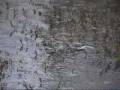 videos de Grauwe Franjepoot-Red-necked Phalarope-Phalaropus lobatus