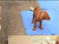 'Viszla Puppy Playtime'