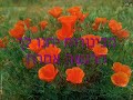 ₪۩ ۞...§۞ ۩₪»محمود الرياطي«₪۩ ۞§...۞ ۩₪ ... ...