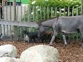 Dierenpark Emmen