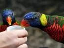 Animals Part 1