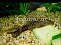 Trines akvarium