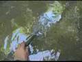 Peche De La Truite Au Vairon