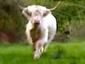 bull running
