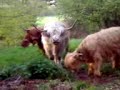 bull running