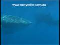 videos de Part 4 Whale Shark Gypsy of the Deep