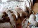 golden retreiver pups