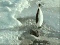 Penguin Gets Mugged!!!