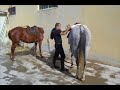 IL CAVALLO ANGLO-ARABO-SARDO
