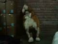 the sleeping Cuy
