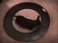 funny animal clips!