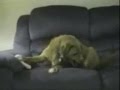 funny animal clips!