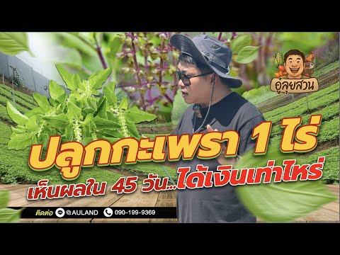 ปลูกกะเพรา 1 ไร่ ได้เงินเท่าไหร่ ? l อู๋ลุยสวน