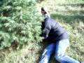 CUTTING DOWN THE WEBER CHRISTMAS TREE @ GO GREE CHRISTMAS TREE FARM ALTO IN.