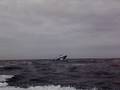 Alderney week 08 run home
