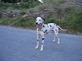DALMATINAC DALMATINAC