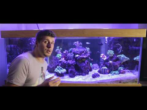how to eliminate phosphates in aquarium