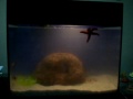 Clica peixes BH (aqua marinho) 