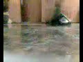 NaZhoox in  C-Walk