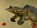 Fla. Governor Calls for Ban on Turtle Harvesting Fla. Governor Calls for Ban on Turtle Harvesting