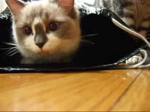 ????(=^·^=)? moray cat?