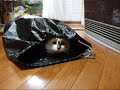 ウツボ猫(=^・^=)？　moray cat？