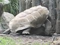 Tortoise Humping Tortoise Humping