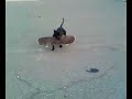 Dog Skater!