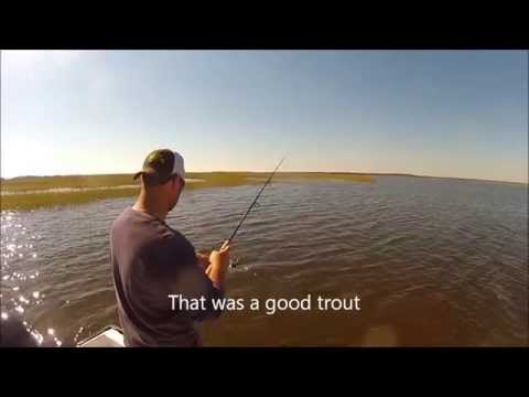 how to cure ghost shrimp