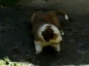 Hippi has a bath