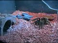 Vogelspinne Manpower???