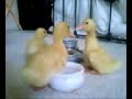 My baby quackers
