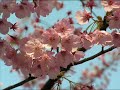 Japan\
