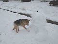 Snow Day for Jerry
