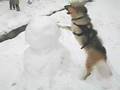 Snow Day for Jerry