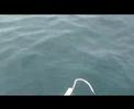 fishing - jigging big A.J 120408 Freedom team