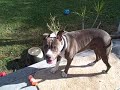 Duke On The Hunt