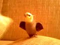 ?mieszna nimfa, funny cockatiel ?mieszna nimfa, funny cockatiel