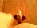 śmieszna nimfa, funny cockatiel