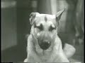 b movie with dwight frye. joe rescues young fred (jackie cooper) with the help of rin tin tin... yeah dwight gets thwarted by a dog.