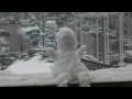 Snowboy HD