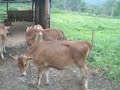 Heifers get to explore new territory Heifers get to explore new territory