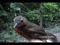 Bare-crowned Antbird, Hormiguero Calvo(Gymnocichla nudiceps)