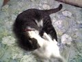 猫（キャットファイト）