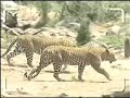 Leopards Leopards
