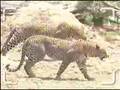 Leopards