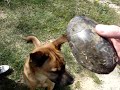 Jack finds a turtle