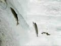 John West Salmon Ad