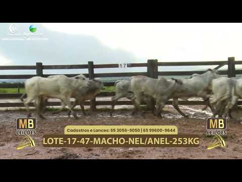 542� LEIL�O VIRTUAL MB LEIL�ES