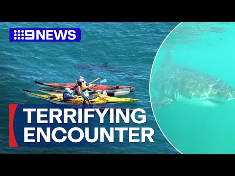 I kayakisti si trovano faccia a faccia con il grande squalo bianco | 9 Notizie Australia I kayakisti si trovano faccia a faccia con il grande squalo bianco | 9 Notizie Australia